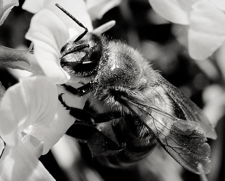 Pierre-Yves Chevalier-10-Black Bee.jpg