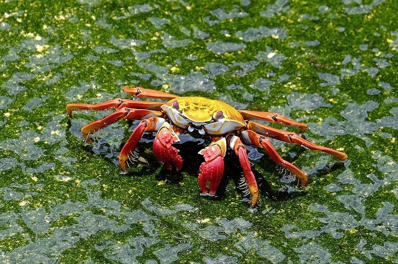 Jacques Italia Crabe 