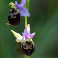 Joël Daniault Ophrys bourdon.jpg