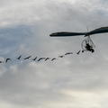 25 TAgueda B569 VIV Il profita pour son +®vasion d'une migration d'oiseaux sauvages