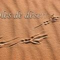 Paroles desert V5 2022 (réalisation de Jean-Jack ABASSIN)
