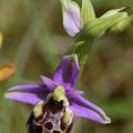 Joël Daniault Ophrys hybride détail