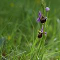 Joël Daniault Ophrys hybride.jpg