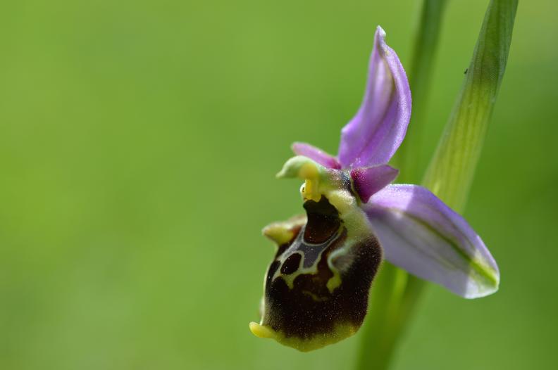 caroline yvetot ophrys bourdon