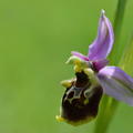 caroline yvetot ophrys bourdon