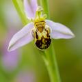 tristan vandenberghe ophrys bourdon