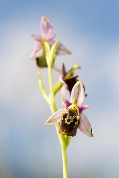gillesvillequey ophrys.jpg