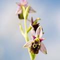 gillesvillequey ophrys