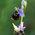 Joël Daniault Ophrys bourdon 2.jpg