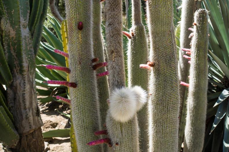 dominique.mahaut-cactus
