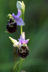 Joël Daniault Ophrys bourdon