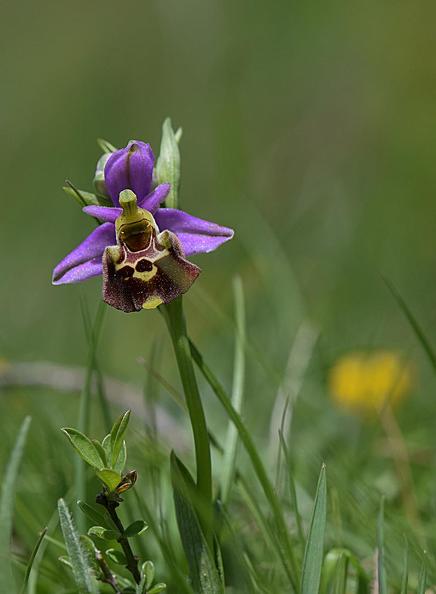 Joël Daniault Ophrys hybride 3-2
