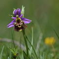 Joël Daniault Ophrys hybride 3-2.jpg