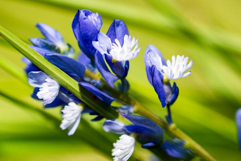 Michel Neuwirth Petite fleur bleue