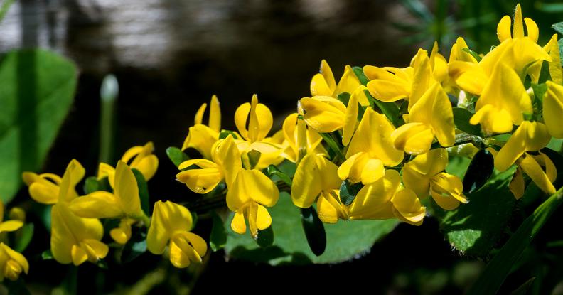 Michel Neuwirth Petites fleurs jaunes