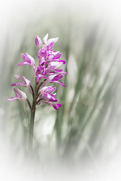 gilles villequey orchis.jpg