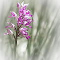 gilles villequey orchis