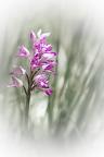 gilles villequey orchis