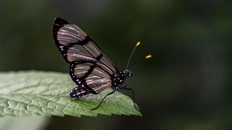 Michel Neuwirth Ferme aux papillons