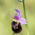 gilles villequey ophrys 007