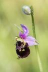 gilles villequey ophrys 007