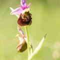 gilles villequey ophrys 008