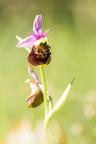 gilles villequey ophrys 008