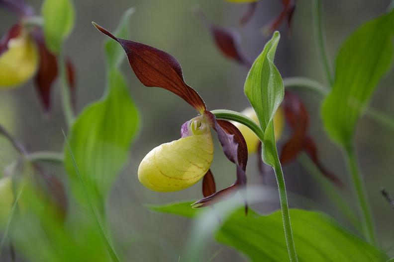 orchidées en chartreuse