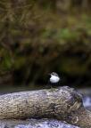  D8B7199-Avec accentuation-Bruit