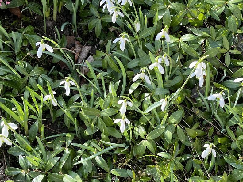 Perce-neige