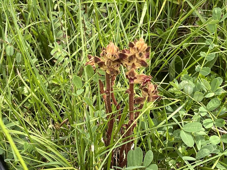 Orobanche