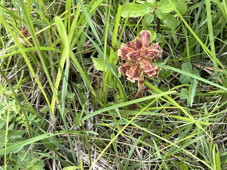 Orobanche2JPG