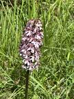 Orchis