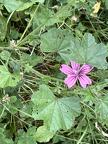 Grande Mauve