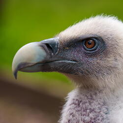 Parc des oiseaux - 2026