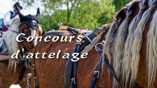Concours attelage (série sonorisée réalisée par Michel LECRE)